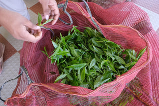 Chai vs Coffee: The Real Differences (And When to Drink Each)