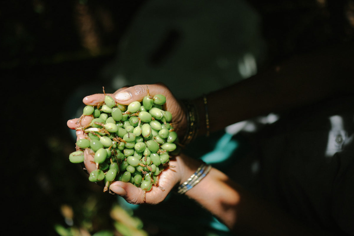 Freshly picked cardamom