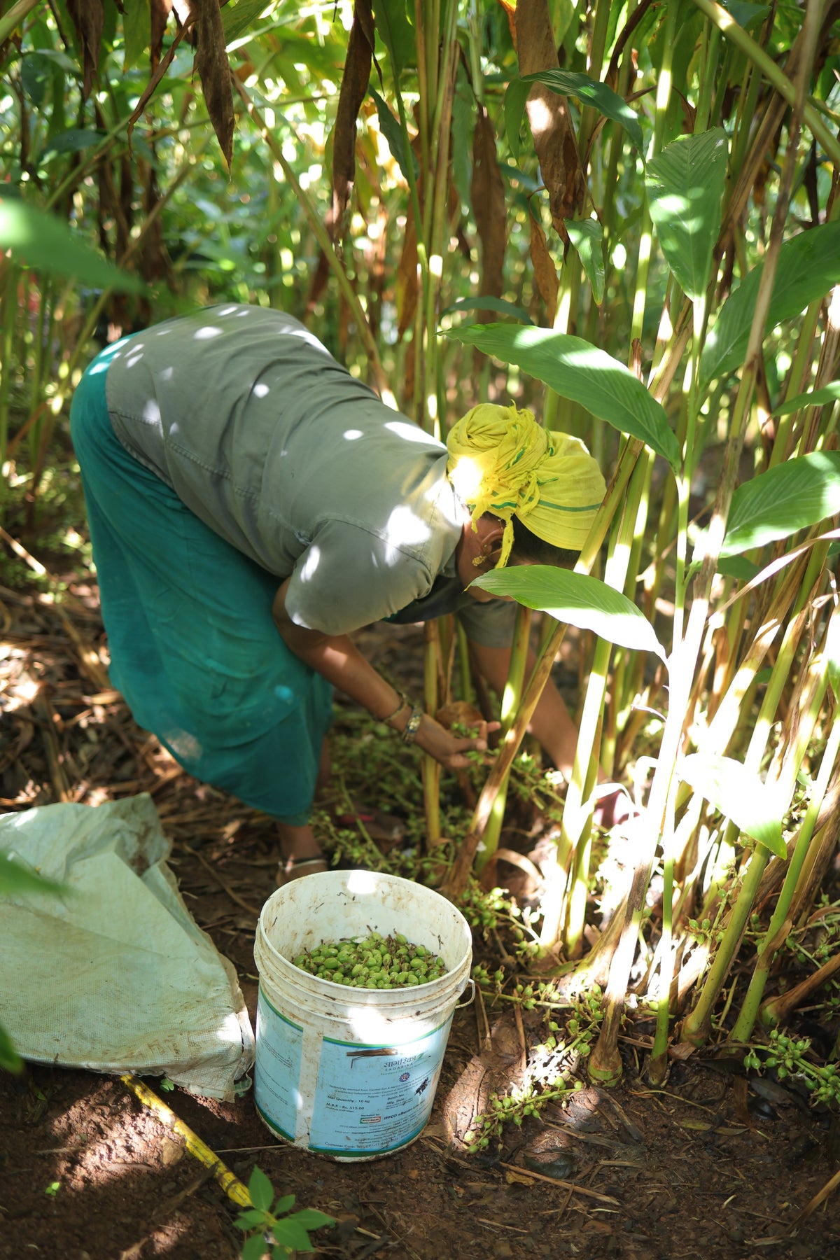 Person picking fresh cardamom